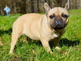 Une chienne Bouledogue Fran&ccedil;ais fauve LOF de 17 mois &agrave; acheter