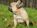 Une chienne Bouledogue Fran&ccedil;ais fauve LOF de 17 mois &agrave; acheter