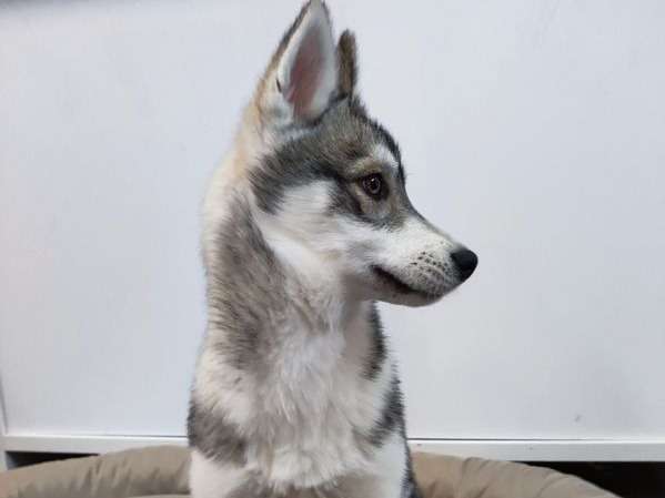 À vendre, un chiot femelle Husky de Sibérie blanc et gris (LOF)