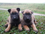 À vendre, 10 chiots Malinois fauve bringé à masque noir (LOF)