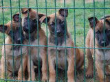 À vendre, 10 chiots Malinois fauve bringé à masque noir (LOF)