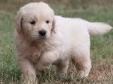 Deux chiots Golden Retrievers beiges (LOF), à vendre