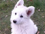 À réserver un chiot  Berger Blanc Suisse LOF