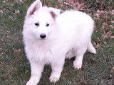 À réserver un chiot  Berger Blanc Suisse LOF
