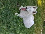 À réserver un chiot  Berger Blanc Suisse LOF