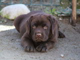 7 chiots Labradors chocolat nés en 2021 LOF à céder