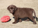 7 chiots Labradors chocolat nés en 2021 LOF à céder