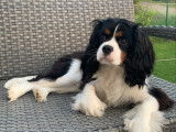 Cavalier King Charles Spaniel disponible pour saillie