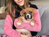 Véritables chiots American Bully à vendre