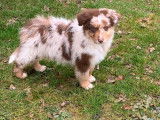 2 chiots Bergers Australiens mâles LOF à adopter