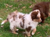 2 chiots Bergers Australiens mâles LOF à adopter