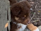 2 chiots Bergers Australiens mâles LOF à adopter