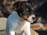 Un chiot Jack Russell blanc m&acirc;le LOF disponible &agrave; la vente
