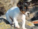 Un chiot Jack Russell blanc m&acirc;le LOF disponible &agrave; la vente