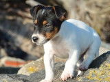 Un chiot Jack Russell blanc m&acirc;le LOF disponible &agrave; la vente