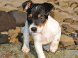 Un chiot Jack Russell blanc m&acirc;le LOF disponible &agrave; la vente