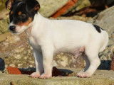 Un chiot Jack Russell blanc m&acirc;le LOF disponible &agrave; la vente