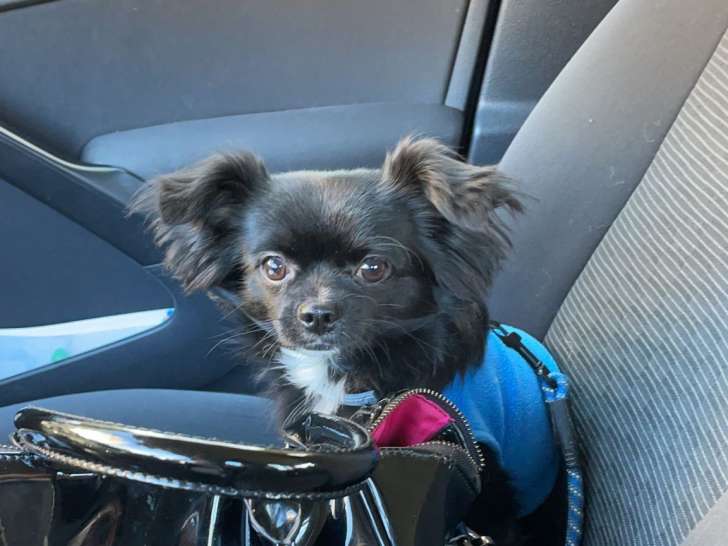 Rafal, Chihuahua à poil long pour saillie