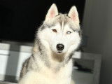 Husky Sibérien disponible pour saillie