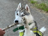 Husky Sibérien disponible pour saillie