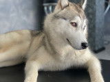 Husky Sibérien disponible pour saillie