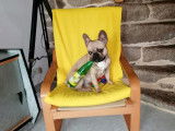 De type Bouledogue Fran&ccedil;ais disponible pour saillie
