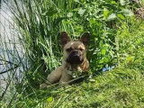 De type Bouledogue Fran&ccedil;ais disponible pour saillie