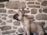 De type Bouledogue Fran&ccedil;ais disponible pour saillie