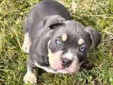 3 chiots American Bullys LOF bleu tricolore &agrave; vendre