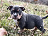 3 chiots American Bullys LOF bleu tricolore &agrave; vendre