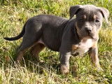 3 chiots American Bullys LOF bleu tricolore &agrave; vendre