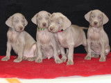 À vendre 8 chiots, 4 femelles, 4 mâles, Braques de Weimar (LOF)