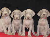 À vendre 8 chiots, 4 femelles, 4 mâles, Braques de Weimar (LOF)