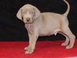 À vendre 8 chiots, 4 femelles, 4 mâles, Braques de Weimar (LOF)