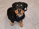 Un chiot femelle Rottweiller LOF noire à acheter
