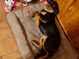 Un chiot femelle Rottweiller LOF noire à acheter