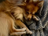 Sully, 3 ans
