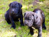 Vente d’un chiot Cane Corso mâle LOF chocolat