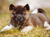 Mise à la vente d’un chiot mâle Akita Américain LOF