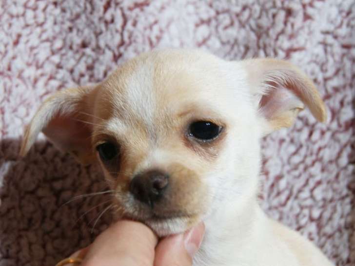 1 chiot Chihuahua mâle LOF blanc crème à vendre