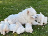 6 chiots Samoyèdes LOF disponibles à la réservation