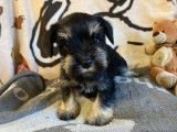 Schnauzers Nains Noirs et Argent LOF Paiement 10X Livraison Possible