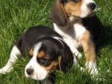 Un chiot mâle Beagle LOF tricolore disponible à la vente