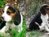 Un chiot mâle Beagle LOF tricolore disponible à la vente