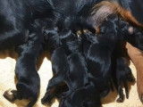 Disponibles à la réservation 8 chiots noirs LOF Kopovs