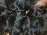 Disponibles à la réservation 8 chiots noirs LOF Kopovs