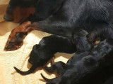 Disponibles à la réservation 8 chiots noirs LOF Kopovs