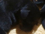Disponibles à la réservation 8 chiots noirs LOF Kopovs