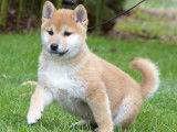 &Agrave; vendre un chiot m&acirc;le Shiba Inu LOF au pelage fauve et blanc
