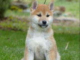 &Agrave; vendre un chiot m&acirc;le Shiba Inu LOF au pelage fauve et blanc
